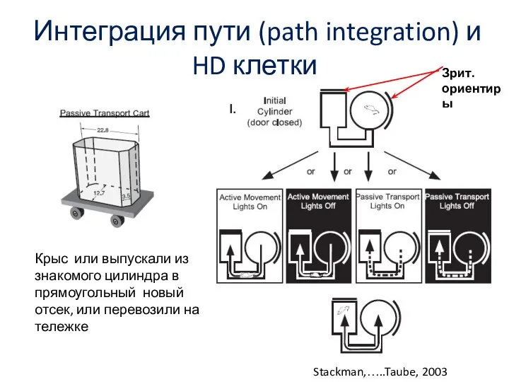Интеграция пути (path integration) и HD клетки Stackman,…..Taube, 2003 Зрит. ориентиры Крыс
