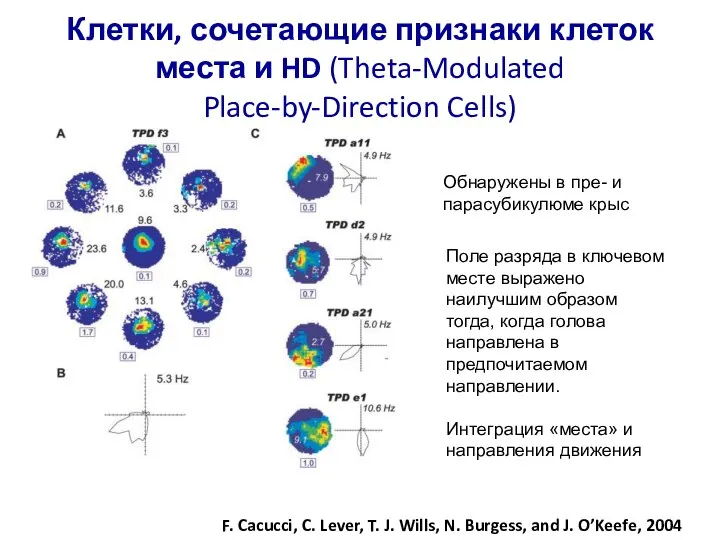 Клетки, сочетающие признаки клеток места и HD (Theta-Modulated Place-by-Direction Cells) F. Cacucci,