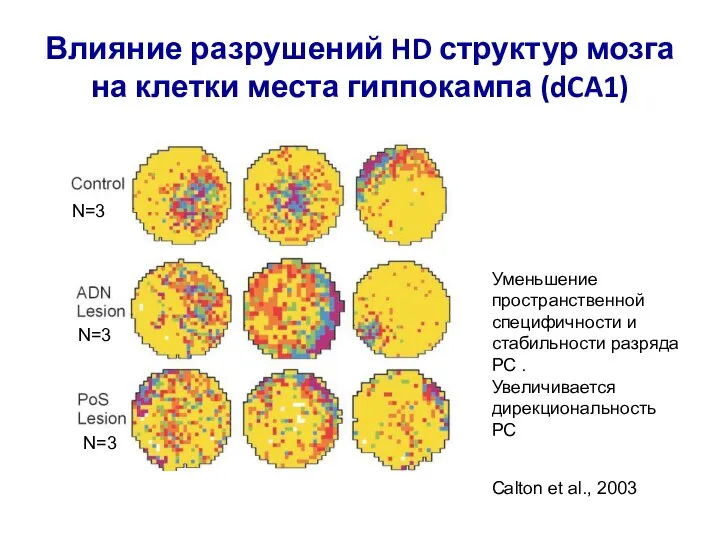 Влияние разрушений HD структур мозга на клетки места гиппокампа (dCA1) Уменьшение пространственной