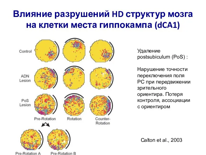 Влияние разрушений HD структур мозга на клетки места гиппокампа (dCA1) Удаление postsubiculum