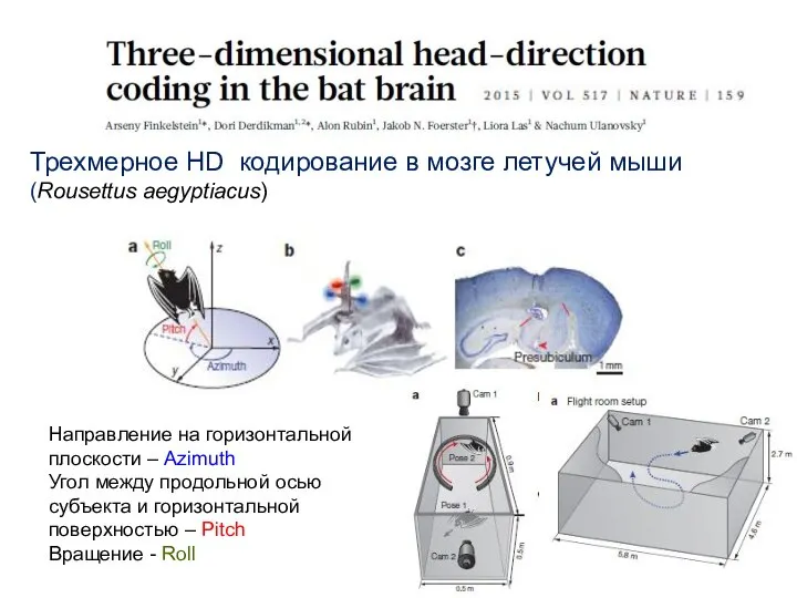 Трехмерное HD кодирование в мозге летучей мыши (Rousettus aegyptiacus) Направление на горизонтальной