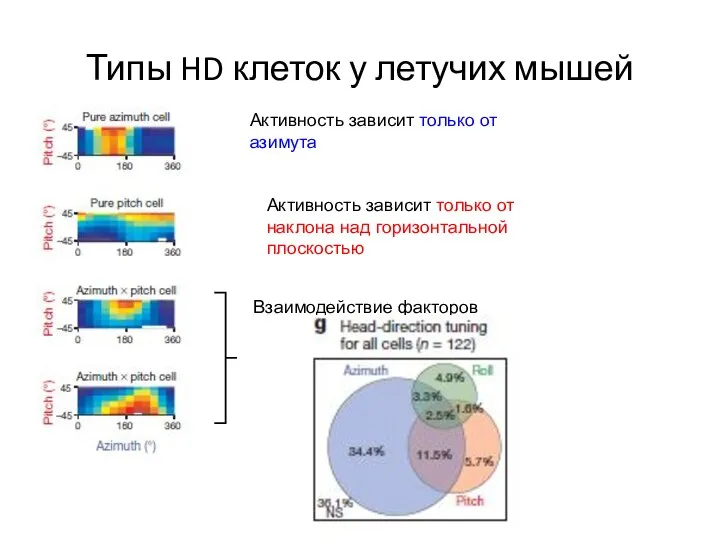 Типы HD клеток у летучих мышей Активность зависит только от наклона над