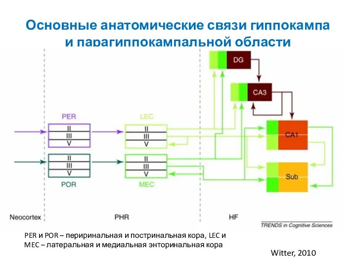 Основные анатомические связи гиппокампа и парагиппокампальной области Witter, 2010 PER и POR