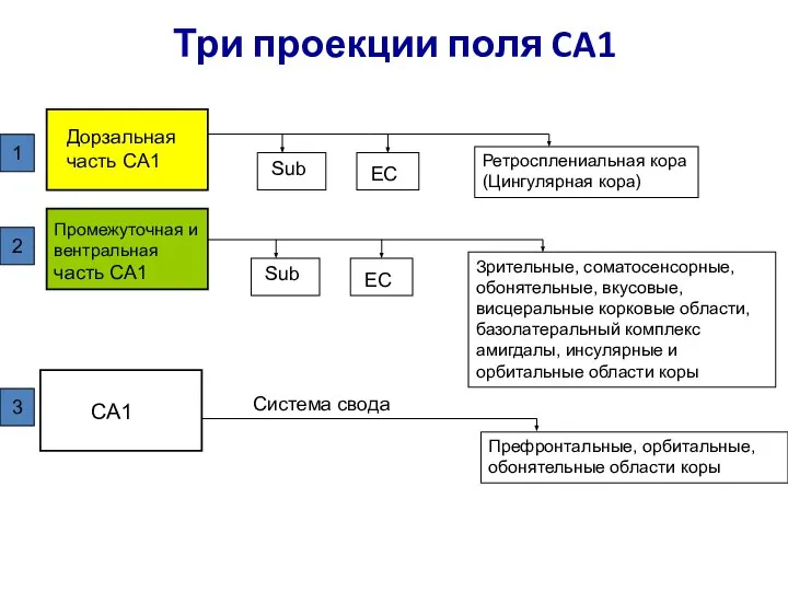 Три проекции поля CA1 Дорзальная часть CA1 Промежуточная и вентральная часть CA1