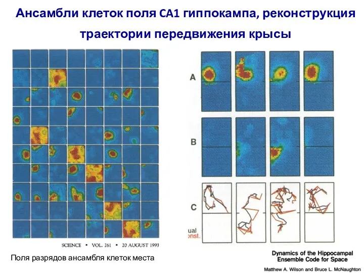 Ансамбли клеток поля CA1 гиппокампа, реконструкция траектории передвижения крысы Поля разрядов ансамбля клеток места