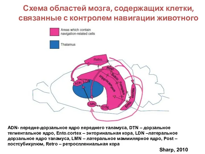 Схема областей мозга, содержащих клетки, связанные с контролем навигации животного ADN- передне-дорзальное