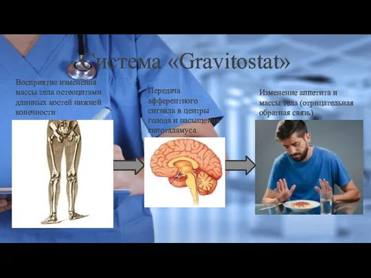 Система «Gravitostat» Восприятие изменения массы тела остеоцитами длинных костей нижней конечности Передача