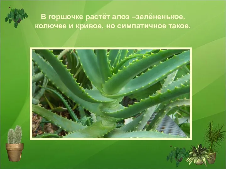 В горшочке растёт алоэ –зелёненькое. колючее и кривое, но симпатичное такое.