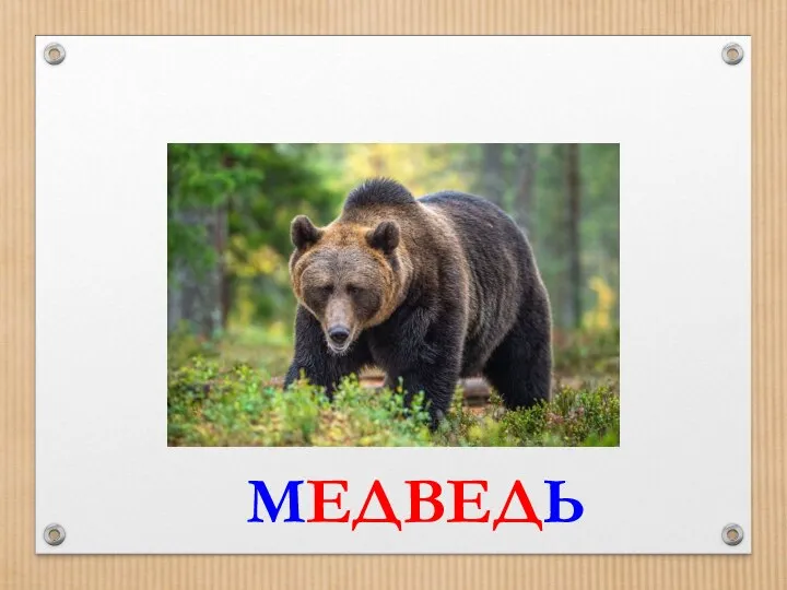 МЕДВЕДЬ