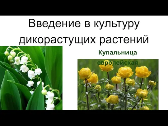 Купальница европейская