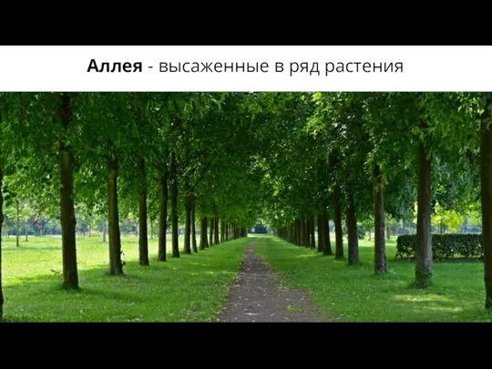 Аллея - высаженные в ряд растения