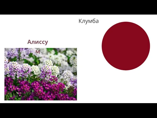 Клумба Алиссум