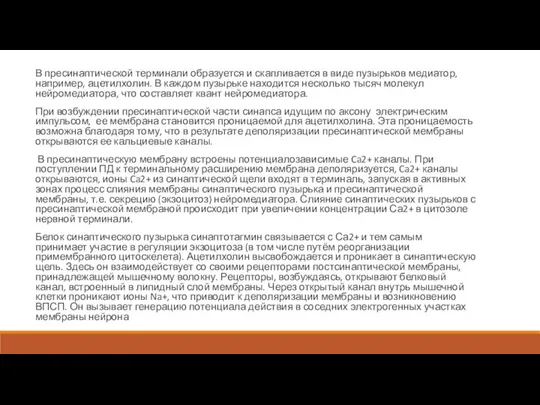 В пресинаптической терминали образуется и скапливается в виде пузырьков медиатор, например, ацетилхолин.