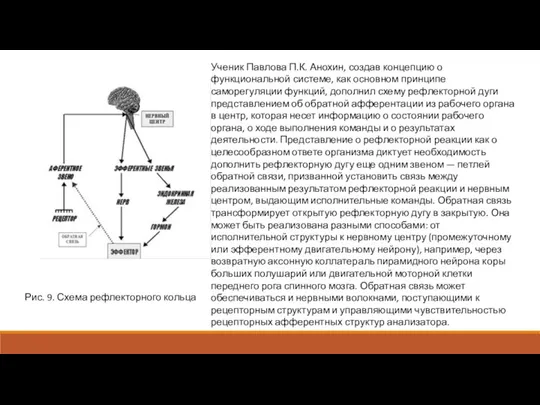 Рис. 9. Схема рефлекторного кольца Ученик Павлова П.К. Анохин, создав концепцию о