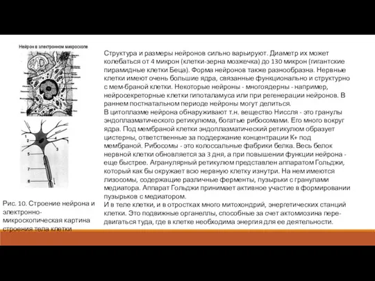 Рис. 10. Строение нейрона и электронно-микроскопическая картина строения тела клетки Структура и