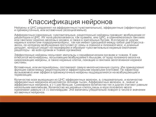 Классификация нейронов Нейроны в ЦНС разделяют на афферентные (чувствительные), эфферентные (эффекторные) и