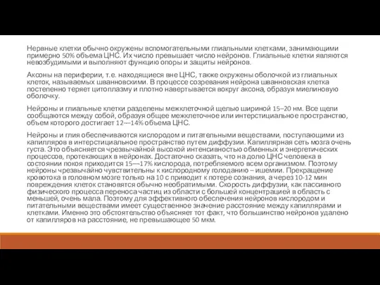 Нервные клетки обычно окружены вспомогательными глиальными клетками, занимающими примерно 50% объема ЦНС.