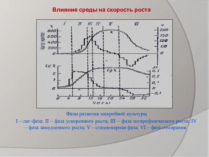 Влияние среды на скорость роста Фазы развития микробной культуры I – лаг-фаза;