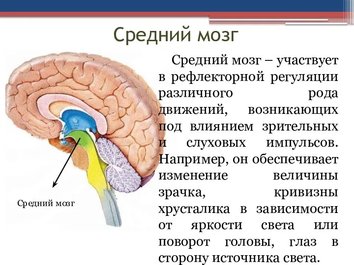 Средний мозг Средний мозг – участвует в рефлекторной регуляции различного рода движений,