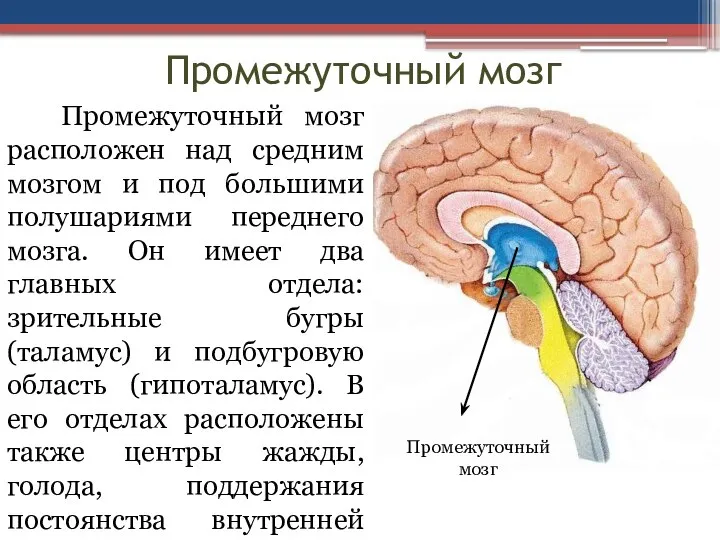 Промежуточный мозг Промежуточный мозг расположен над средним мозгом и под большими полушариями