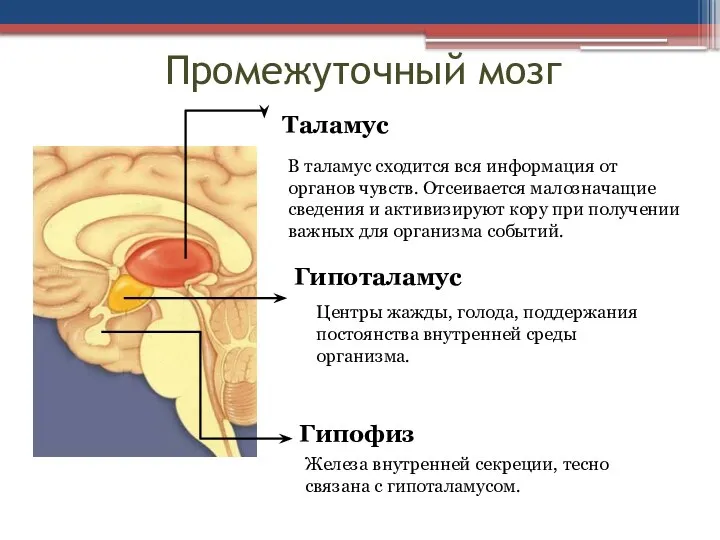 Промежуточный мозг Таламус В таламус сходится вся информация от органов чувств. Отсеивается