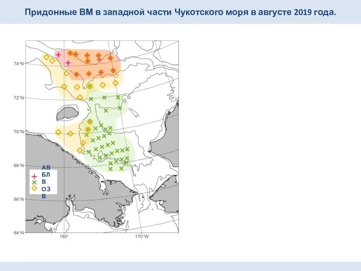 Придонные ВМ в западной части Чукотского моря в августе 2019 года. АВ БЛВ ОЗВ