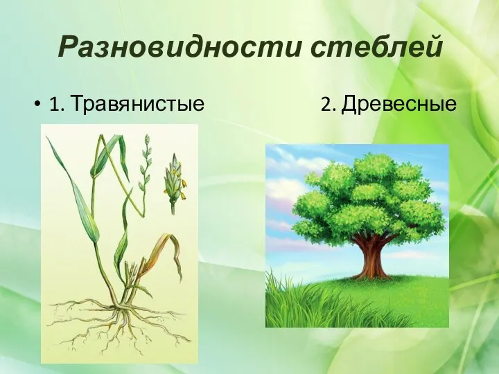 Разновидности стеблей 1. Травянистые 2. Древесные