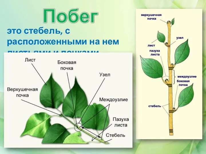 это стебель, с расположенными на нем листьями и почками.