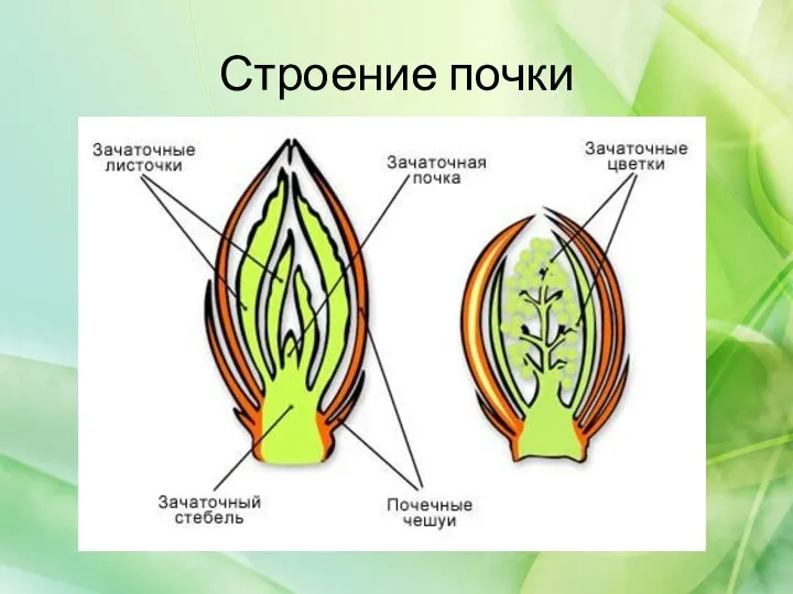 Строение почки