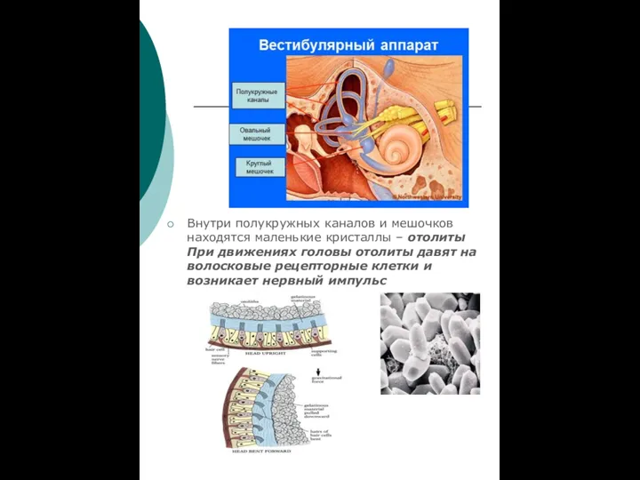 Внутри полукружных каналов и мешочков находятся маленькие кристаллы – отолиты При движениях
