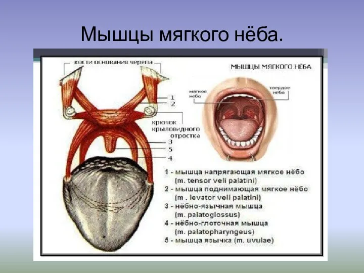 Мышцы мягкого нёба.