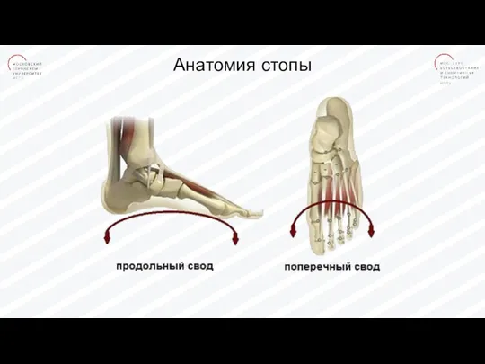 Анатомия стопы