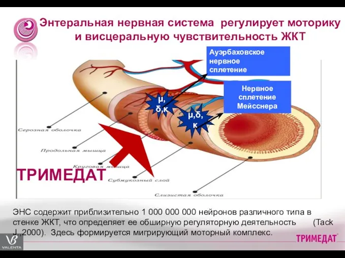 Энтеральная нервная система регулирует моторику и висцеральную чувствительность ЖКТ µ,δ,κ µ,δ,κ Нервное