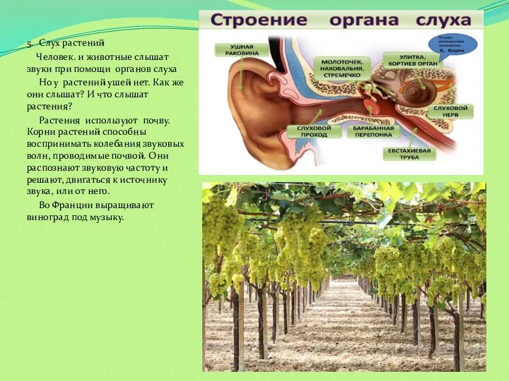 5. Слух растений Человек. и животные слышат звуки при помощи органов слуха