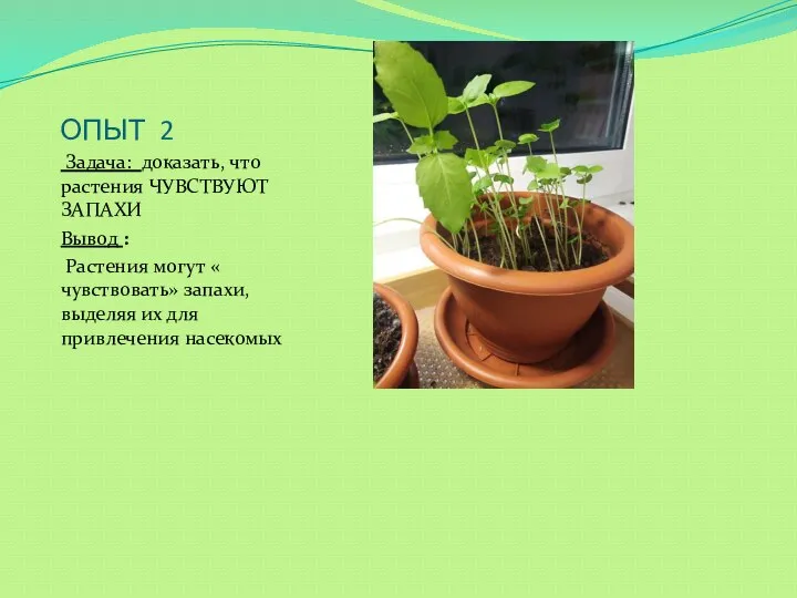 ОПЫТ 2 Задача: доказать, что растения ЧУВСТВУЮТ ЗАПАХИ Вывод : Растения могут