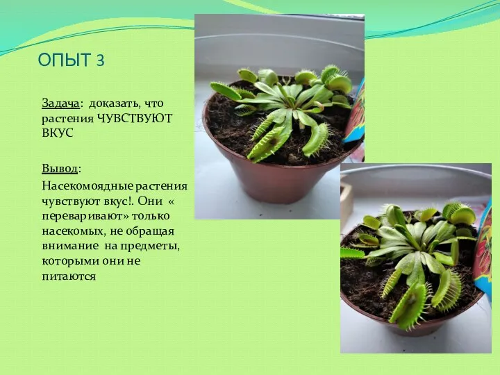 ОПЫТ 3 Задача: доказать, что растения ЧУВСТВУЮТ ВКУС Вывод: Насекомоядные растения чувствуют
