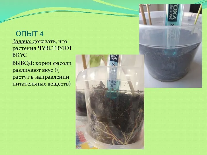 ОПЫТ 4 Задача: доказать, что растения ЧУВСТВУЮТ ВКУС ВЫВОД: корни фасоли различают