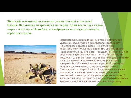 Женский экземпляр вельвичии удивительной в пустыне Намиб. Вельвичия встречается на территории всего