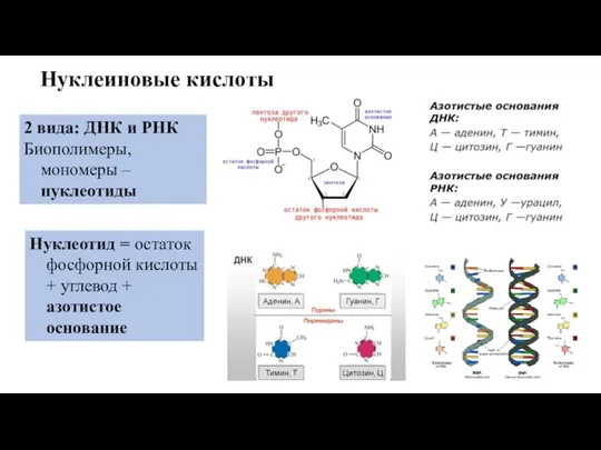 Нуклеиновые кислоты 2 вида: ДНК и РНК Биополимеры, мономеры – нуклеотиды Нуклеотид