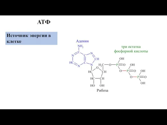 АТФ Источник энергии в клетке
