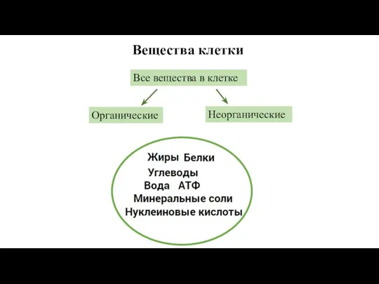 Вещества клетки Все вещества в клетке Органические Неорганические