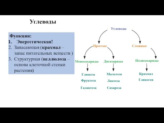 Углеводы Функции: Энергетическая! Запасающая (крахмал – запас питательных веществ ) Структурная (целлюлоза