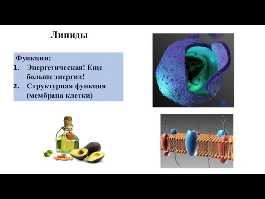 Липиды Функции: Энергетическая! Еще больше энергии! Структурная функция (мембрана клетки)