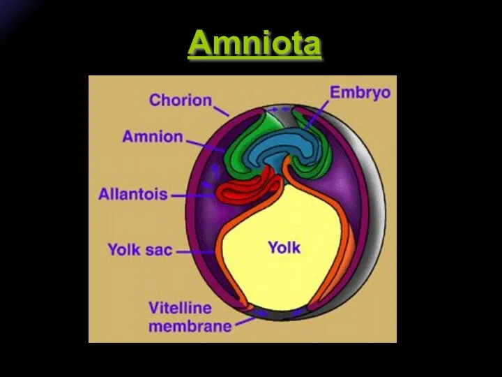 Amniota