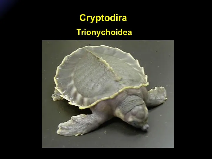 Cryptodira Trionychoidea