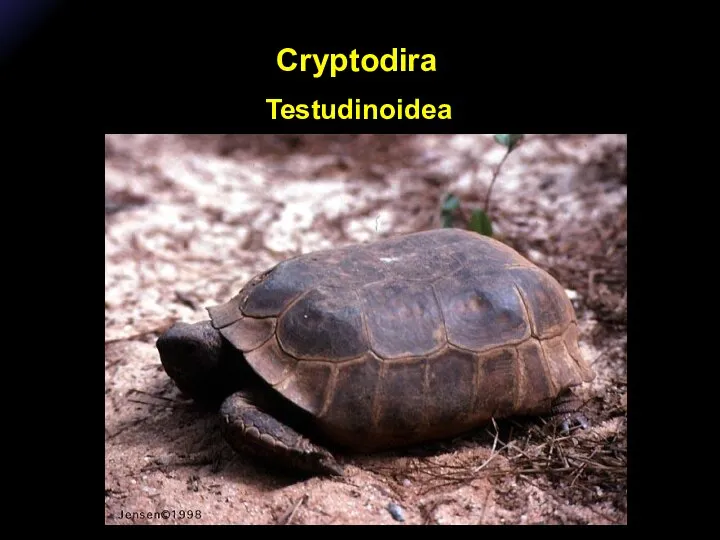 Cryptodira Testudinoidea