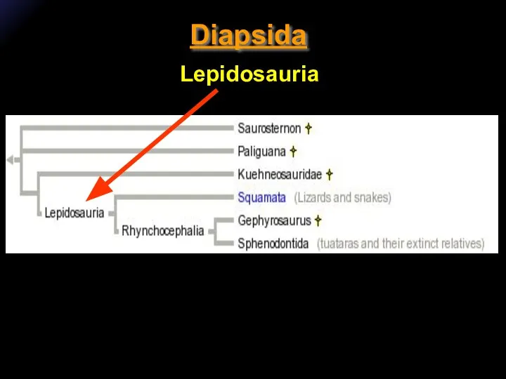 Diapsida Lepidosauria