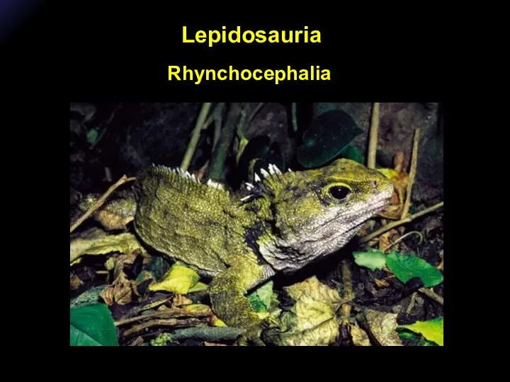 Lepidosauria Rhynchocephalia