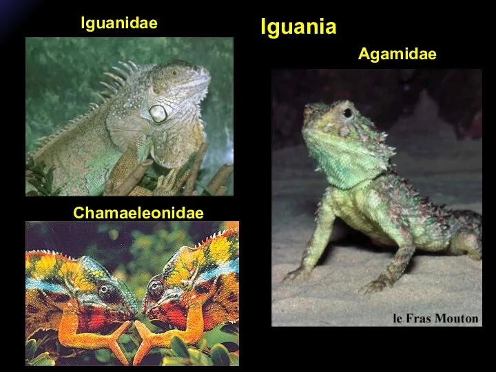 Iguania Agamidae Iguanidae Chamaeleonidae