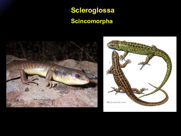Scleroglossa Scincomorpha